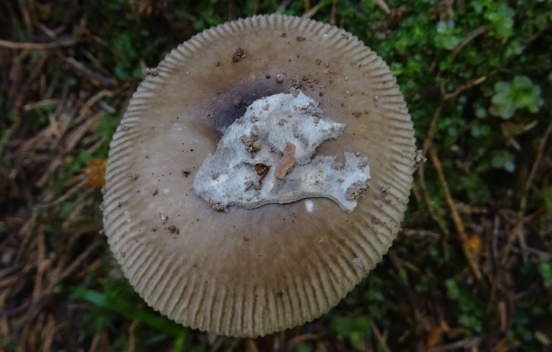 Amanita submembranacea ?
